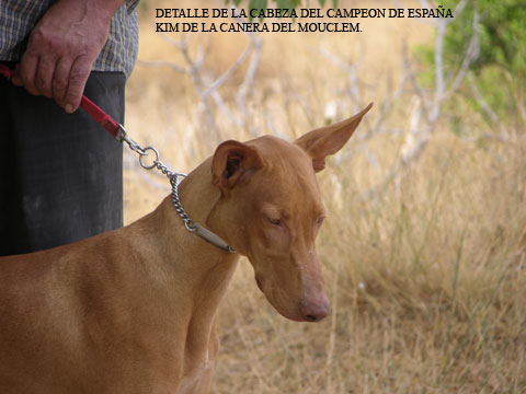Pulse para ampliar imagen