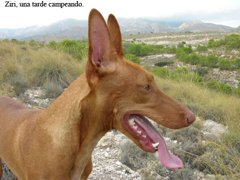 Pulse para ampliar imagen