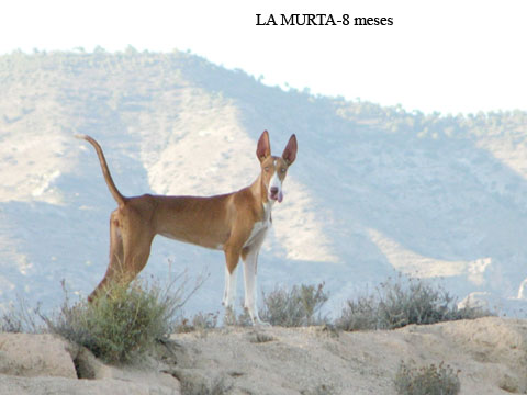 Pulse para ampliar imagen