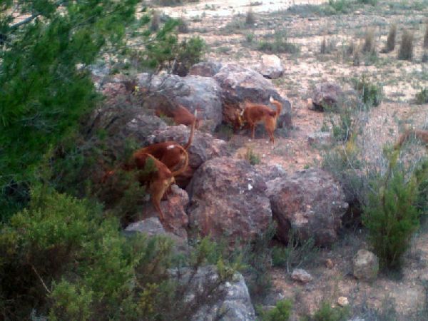 Pulse para ampliar imagen